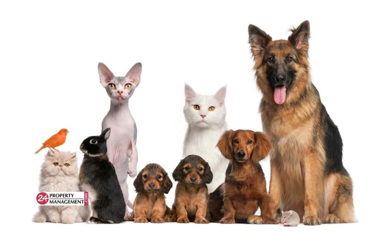 Dogs, cats, and other pets welcome at 24 Property Management homes